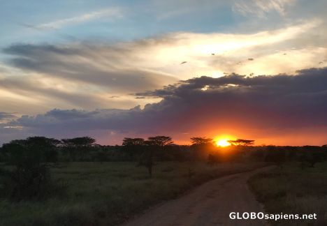 Postcard Sunset in Serengeti.