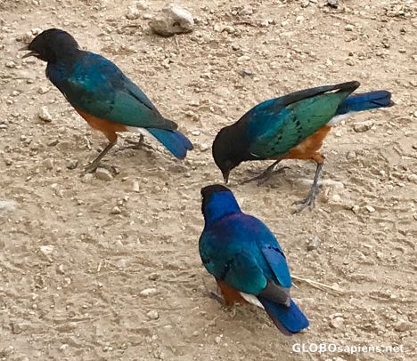 Postcard Park Ngorongoro- colorful birds