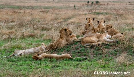Postcard Tanzania - Park Serengeti