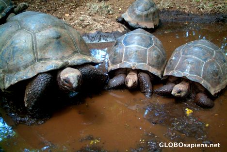 Postcard Zanzibar, Prison Island - tortoises