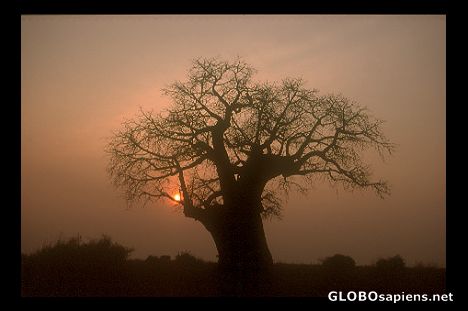 Postcard Baobab