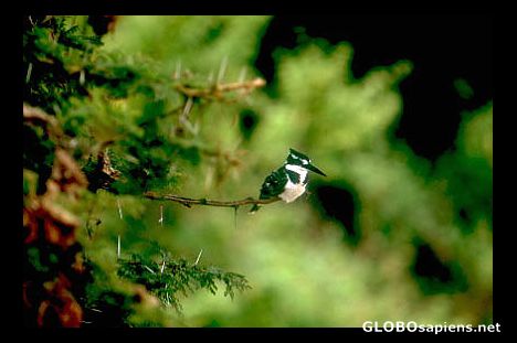 Postcard Kingfisher