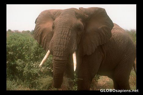 Postcard Elephant