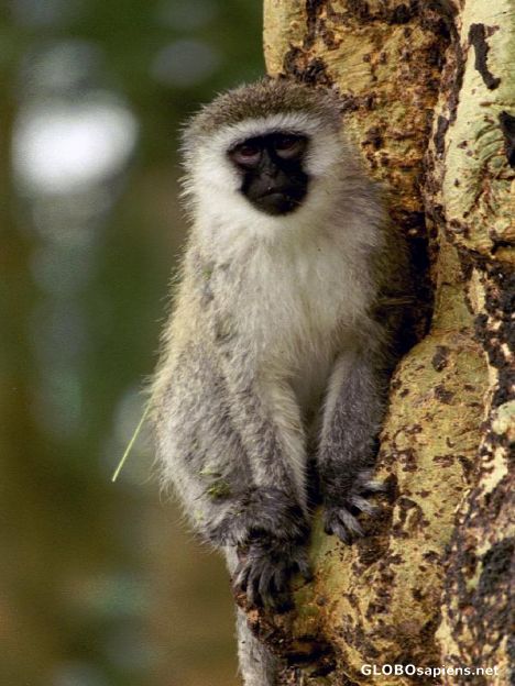 Postcard Vervet monkey
