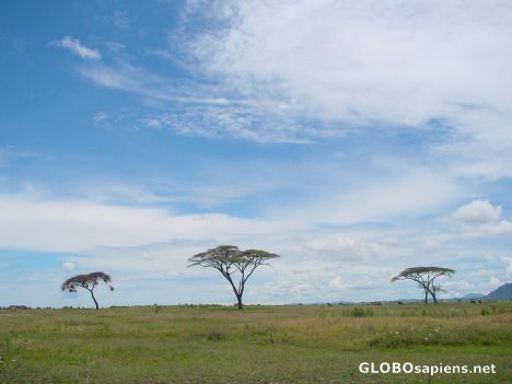 Postcard Serengeti's plains.