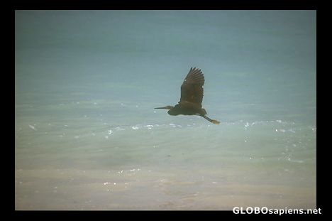 Postcard Black Heron
