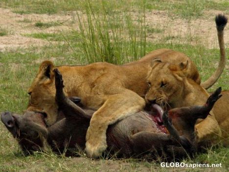 Postcard Lionesses hunting a warthog.