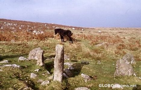 Dartmoor - Pony and prehistory