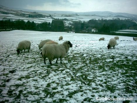 Postcard Sheep in snow