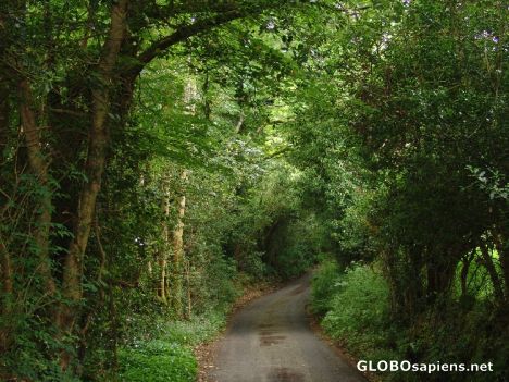 Postcard Devons Leafy Lanes
