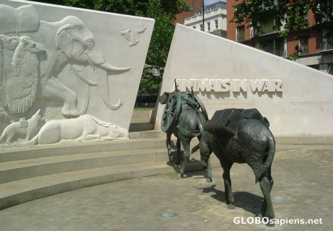 Postcard Animals In War Memorial