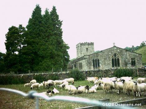 Postcard Sheep waiting for church service