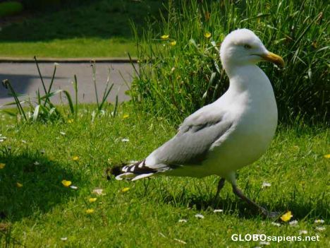 Postcard Cheeky Seagull