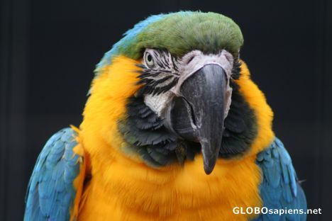 Postcard Colourful parrot