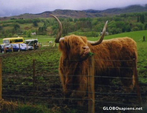 Postcard Highlands Cow