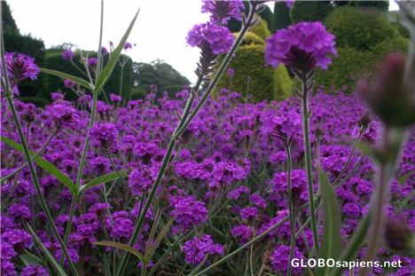Postcard Purple Flowers