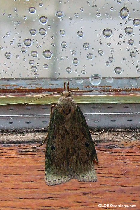 Postcard wet moth