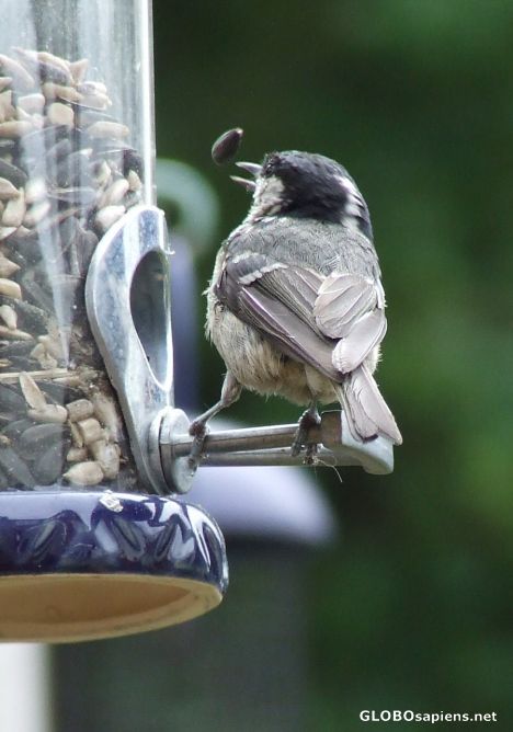 Postcard Juggling sparrow in my garden