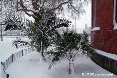 Postcard London under snow - palm trees