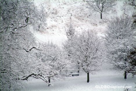 Postcard London under snow - white trees