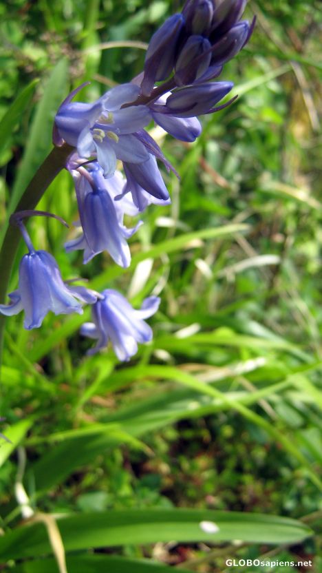 Postcard A lonely English bluebell.