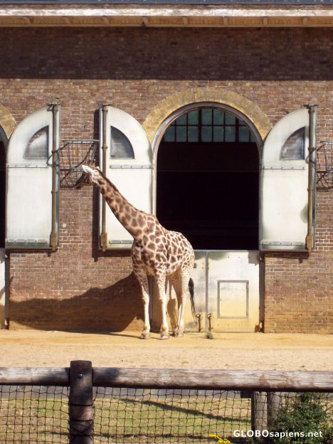 Postcard Giraffe at London Zoo