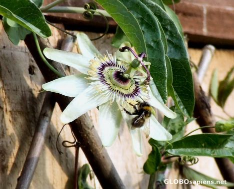 Postcard Bee having some passion on a passion flower