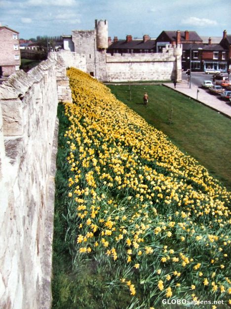 Postcard York city walls