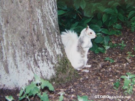 Postcard Frightened squirrel