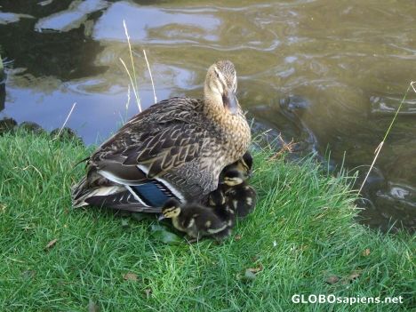 Postcard Mother duck not mother goose