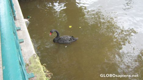 Postcard Black Swan!