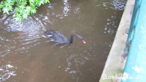 Postcard Black Swan 2