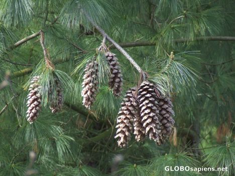 Postcard Tropical fir cones