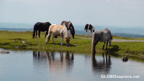 Postcard Horses of Dartmoor