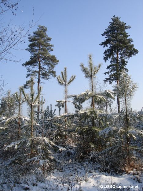 Postcard Snowy trees