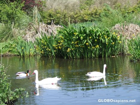 Postcard Swan lake