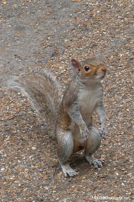 Postcard Begging squirrel