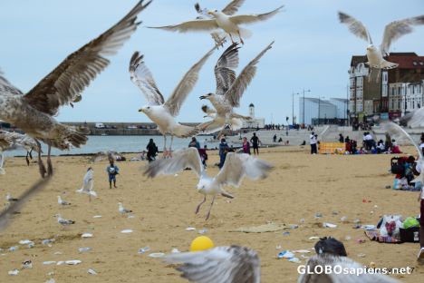 The gulls of Margate