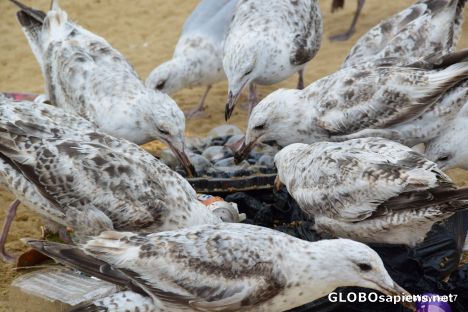 Postcard Feeding seagulls