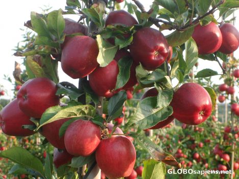 Postcard Apple Orchard