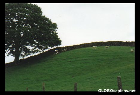 Sheep gate