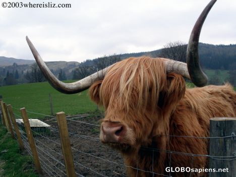 Postcard Hello from Hamish, the Hairy Coo