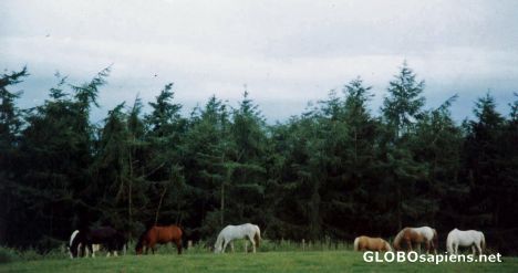 Postcard Horses n Trees