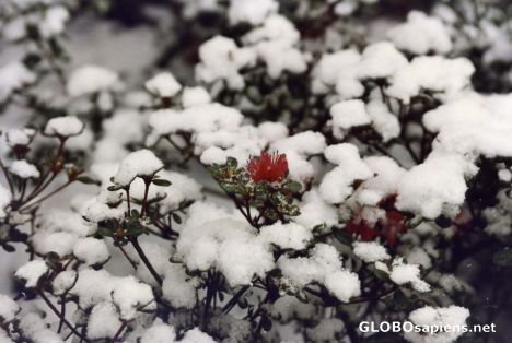 Postcard lone flower on snow