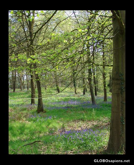 Postcard Wild Bluebells in England