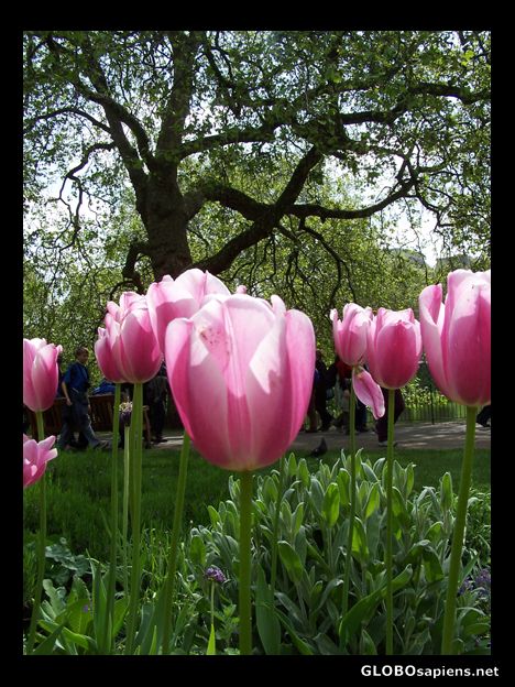 Postcard Tulips in Bloom, St James Park