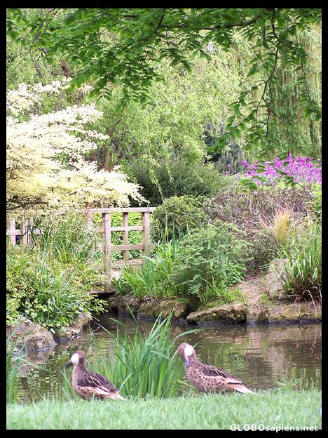 Postcard Queen Mary's Garden, Regent Park