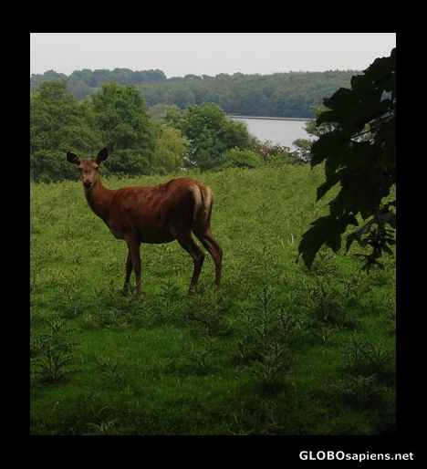 Postcard I just shot this deer!