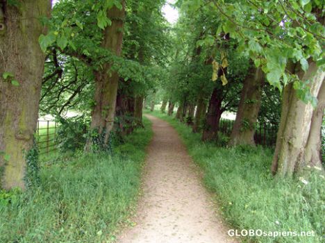 Postcard Path between the Trees at Calke Abbey, England