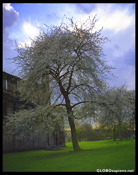 Postcard Tree in Bloom in sunset by Kirkstall Abbey